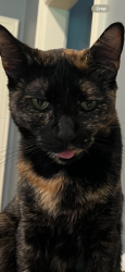 Lost Female Cat last seen St George and Glen Eagles Lane, Wilson, NC 27896