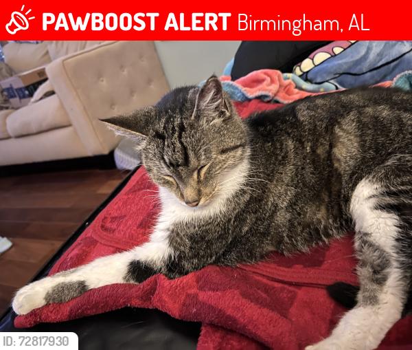 Lost Male Cat last seen Clover Drive and Tower Drive, Birmingham, AL 35214