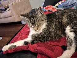 Lost Male Cat last seen Clover Drive and Tower Drive, Birmingham, AL 35214