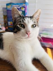 Lost Male Cat last seen Cain , Visalia, CA 93292