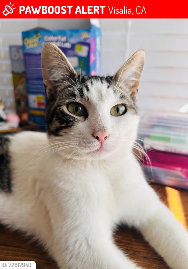 Lost Male Cat last seen Cain , Visalia, CA 93292