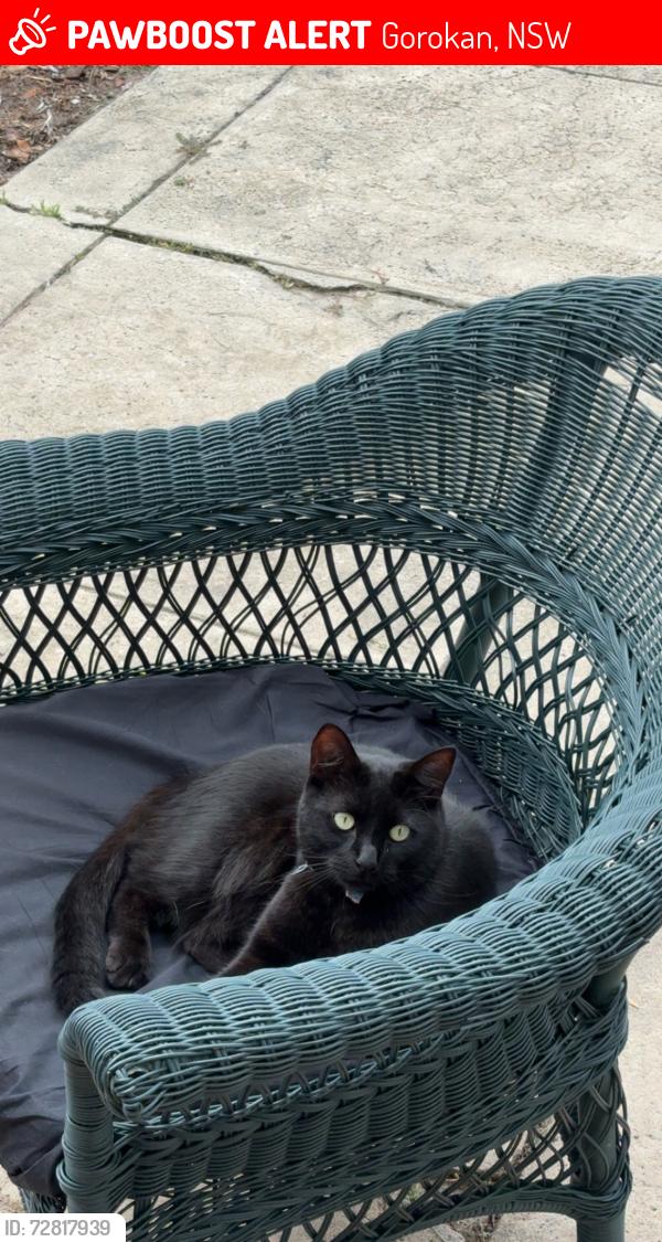 Lost Male Cat last seen Gorokan, Gorokan, NSW 2263