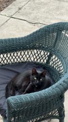 Lost Male Cat last seen Gorokan, Gorokan, NSW 2263