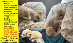 Lost Female Dog last seen E 82nd St and S State Street, Chicago, IL 60619