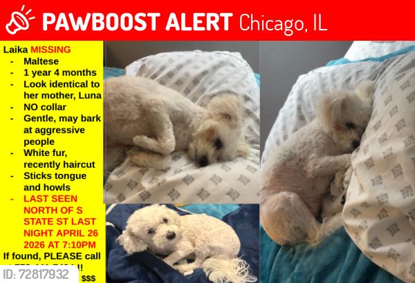 Lost Female Dog last seen E 82nd St and S State Street, Chicago, IL 60619