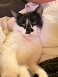 Reunited Male Cat last seen South church street , Charlotte, NC 28203