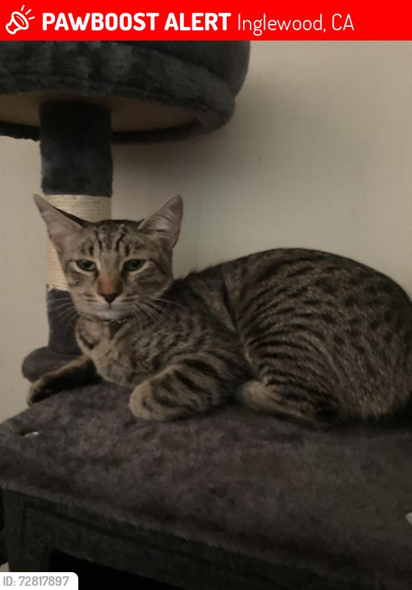 Lost Female Cat last seen 111th y Inglewood St, Inglewood, CA 90304