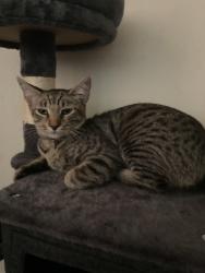 Lost Female Cat last seen 111th y Inglewood St, Inglewood, CA 90304