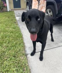 Found/Stray Male Dog last seen Ne 6th ave, Oakland Park, FL 33334