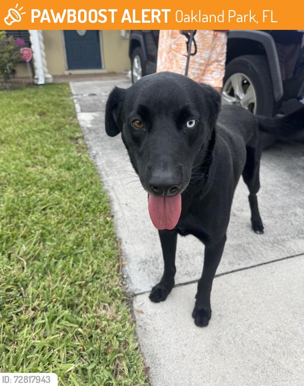 Found/Stray Male Dog last seen Ne 6th ave, Oakland Park, FL 33334