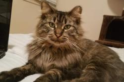 Lost Male Cat last seen Northridge Drive and N Eastern St, 335 and N Eastern St Exit, Amarillo, TX 79108