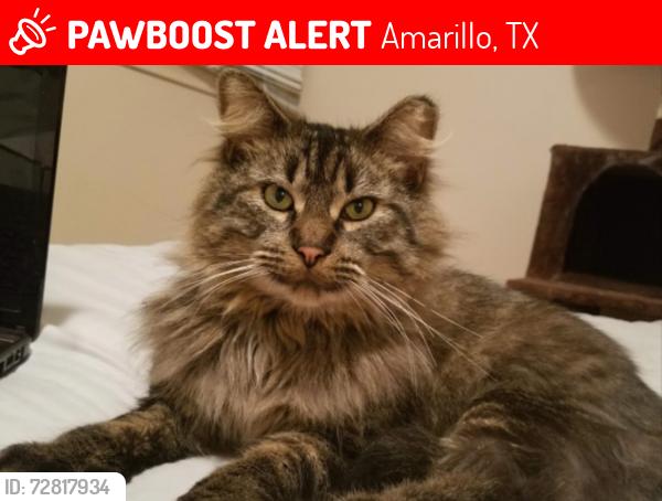 Lost Male Cat last seen Northridge Drive and N Eastern St, 335 and N Eastern St Exit, Amarillo, TX 79108