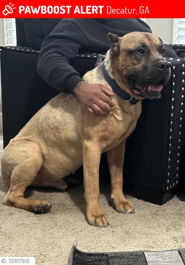 Lost Male Dog last seen Decatur Georgia , Decatur, GA 30034