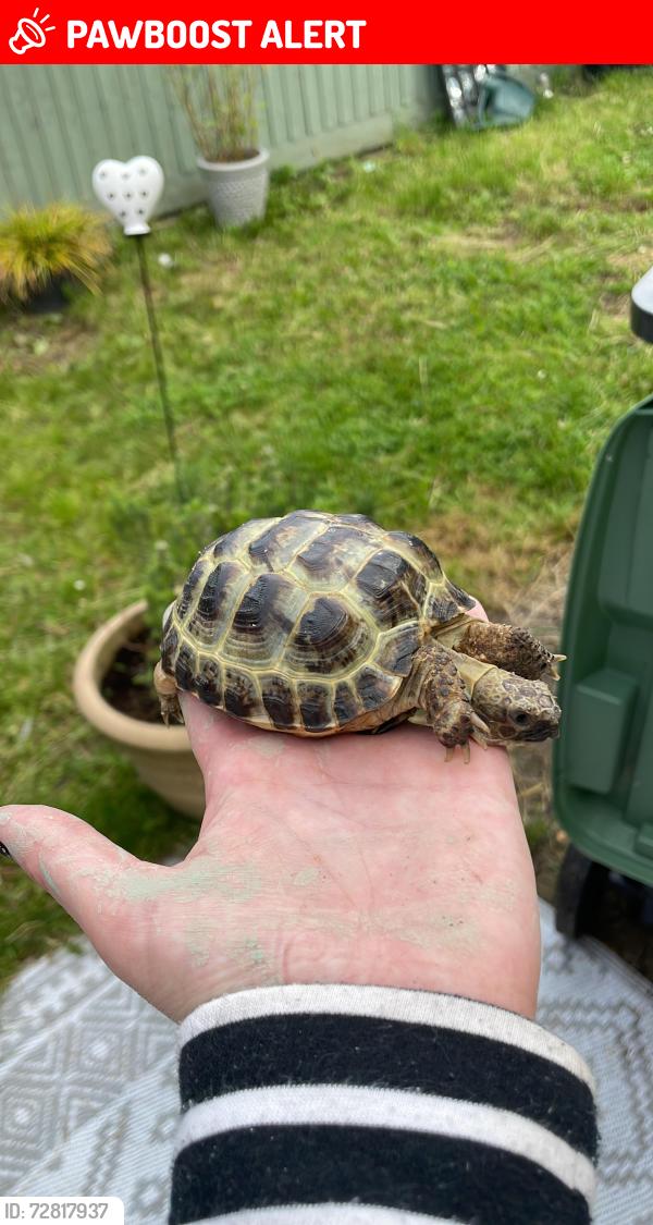 Lost Female Reptile last seen Bishopstone , Bishopstone, England SP5 4DD