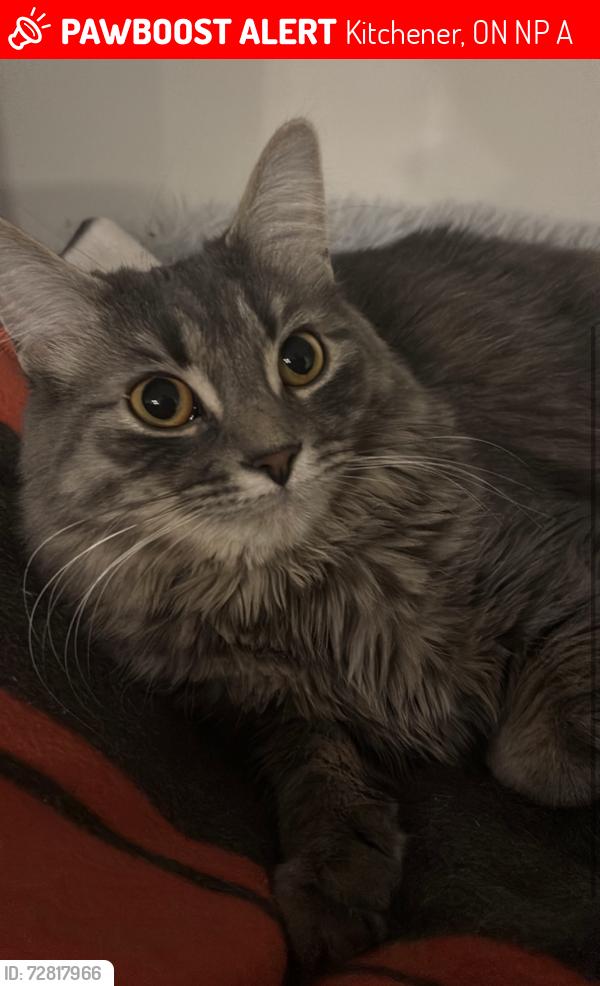 Lost Female Cat last seen Homer Watson and pioneer park , Kitchener, ON N2P 2A3