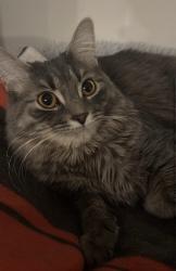 Lost Female Cat last seen Homer Watson and pioneer park , Kitchener, ON N2P 2A3