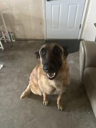 Found/Stray Male Dog last seen Lazy River Lane & Elsinore St, Bakersfield, CA 93307