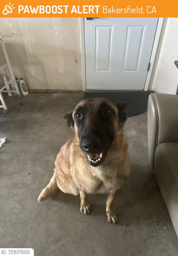 Found/Stray Male Dog last seen Lazy River Lane & Elsinore St, Bakersfield, CA 93307