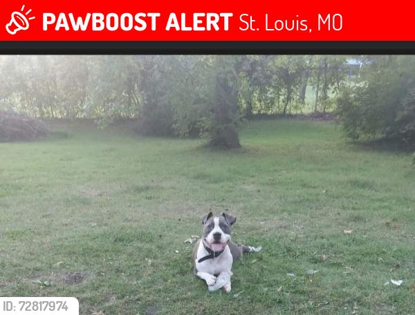 Lost Male Dog last seen Near west maffit, St. Louis, MO 63113