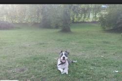 Lost Male Dog last seen Near west maffit, St. Louis, MO 63113