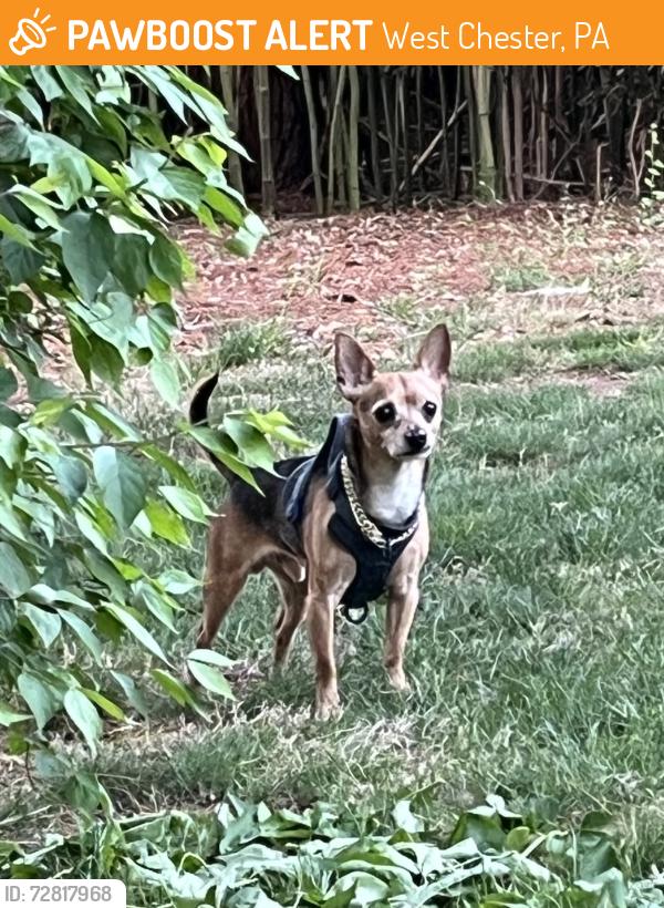 Found/Stray Male Dog last seen Grove Road West Whiteland, corner of Grove Road and Boot Road, West Chester, PA 19380