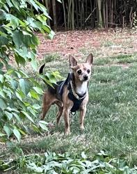 Found/Stray Male Dog last seen Grove Road West Whiteland, corner of Grove Road and Boot Road, West Chester, PA 19380