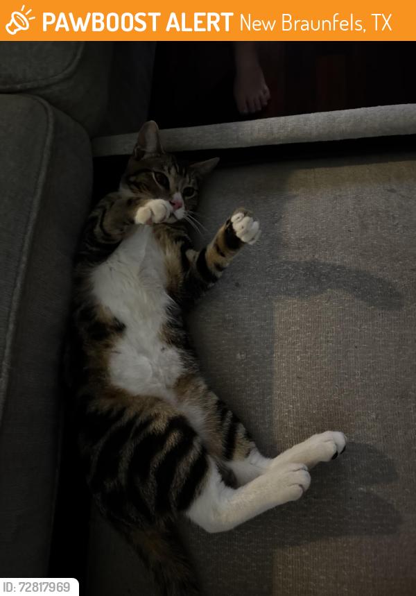 Found/Stray Male Cat last seen San Antonio st and n live oak Ave , New Braunfels, TX 78130