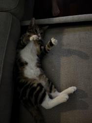 Found/Stray Male Cat last seen San Antonio st and n live oak Ave , New Braunfels, TX 78130