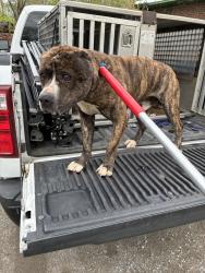 Found/Stray Unknown Dog last seen Gary Animal Control, Gary, IN 46402