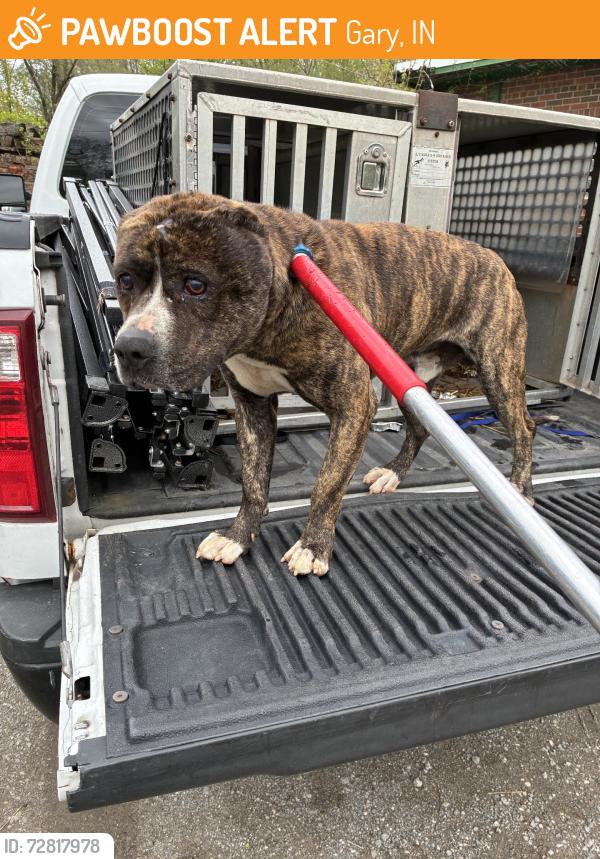 Found/Stray Unknown Dog last seen Gary Animal Control, Gary, IN 46402