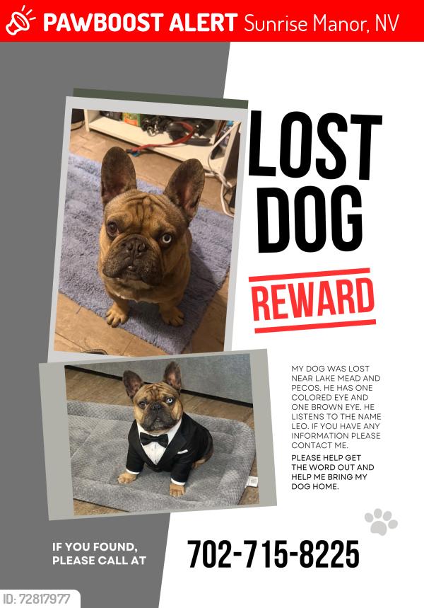 Lost Male Dog last seen Lake mead and Pecos , Sunrise Manor, NV 89115