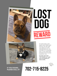 Lost Male Dog last seen Lake mead and Pecos , Sunrise Manor, NV 89115