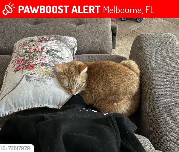 Lost Male Cat last seen Turtle mound Rd, Melbourne, FL 32934