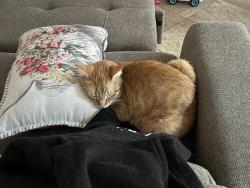 Lost Male Cat last seen Turtle mound Rd, Melbourne, FL 32934