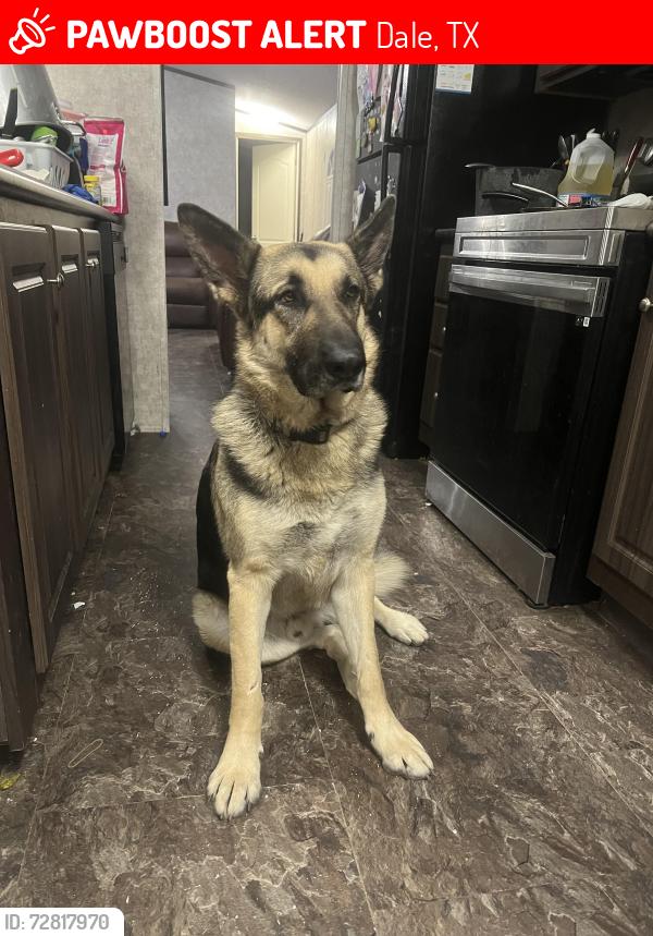 Lost Male Dog last seen Near Camino Real Dale Tx 78616, Dale, TX 78616