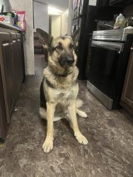 Lost Male Dog last seen Near Camino Real Dale Tx 78616, Dale, TX 78616