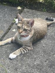 Found/Stray Unknown Cat last seen Joe rogers, Granite Bay, CA 95746