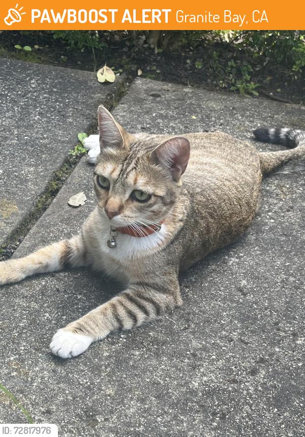 Found/Stray Unknown Cat last seen Joe rogers, Granite Bay, CA 95746