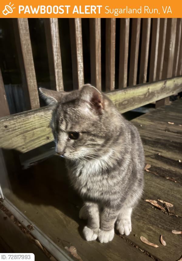 Found/Stray Unknown Cat last seen Jason Court, Sugarland Run, VA 20164