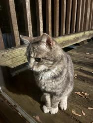 Found/Stray Unknown Cat last seen Jason Court, Sugarland Run, VA 20164