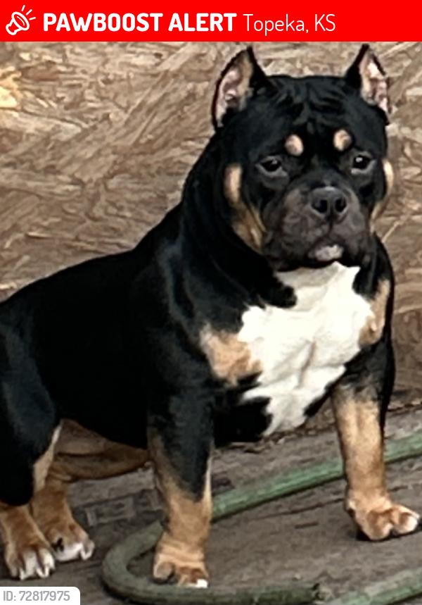 Lost Female Dog last seen Highland crest, Topeka, KS 66605