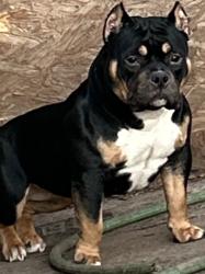 Lost Female Dog last seen Highland crest, Topeka, KS 66605