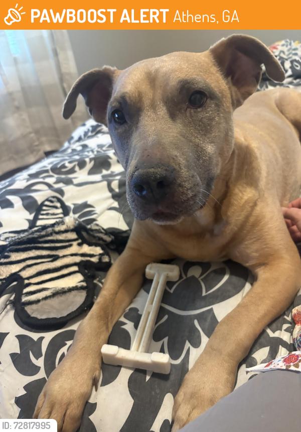 Found/Stray Female Dog last seen Near Top Dawg Tire, Athens, GA 30609