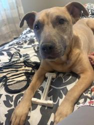 Found/Stray Female Dog last seen Near Top Dawg Tire, Athens, GA 30609