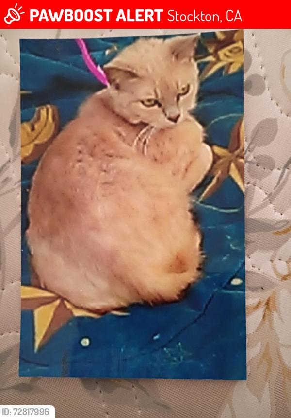 Lost Female Cat last seen Near West Sonoma ave, Stockton, CA 95204