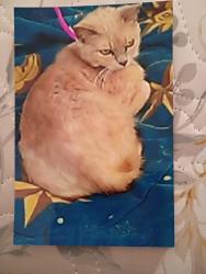 Lost Female Cat last seen Near West Sonoma ave, Stockton, CA 95204