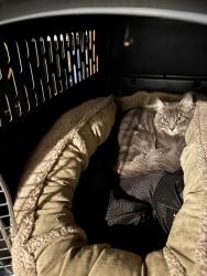 Found/Stray Male Cat last seen Pine St. Pilot Truck Stop, Peninger Rd., Central Point, Oregon, Central Point, OR 97502