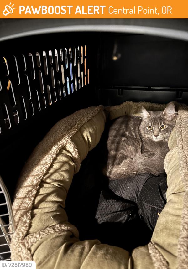 Found/Stray Male Cat last seen Pine St. Pilot Truck Stop, Peninger Rd., Central Point, Oregon, Central Point, OR 97502