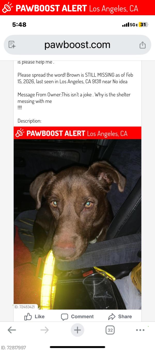 Lost Female Dog last seen Harbor shelter , Los Angeles, CA 90731
