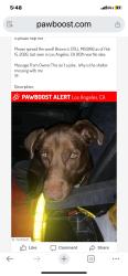 Lost Female Dog last seen Harbor shelter , Los Angeles, CA 90731